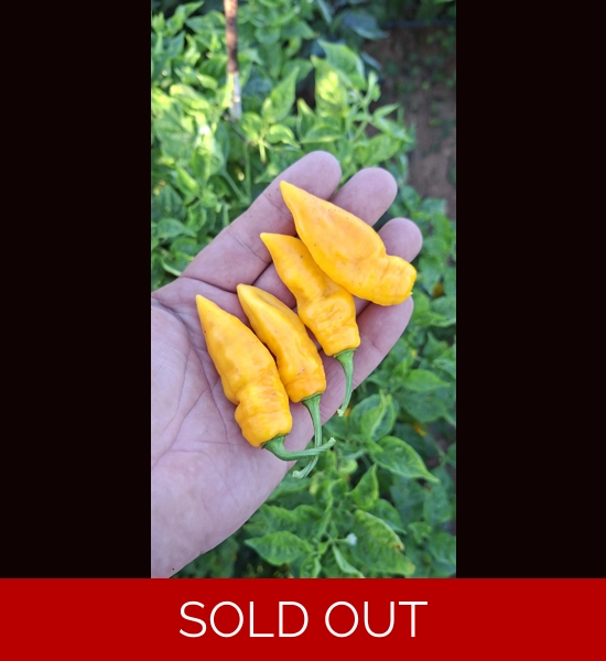 Ghost Yaki Perfume Yellow (f5)  -> (F6) (10+seeds)